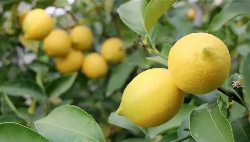 Limonun Fiyatı 24 Liraya Fırladı: Tüketiciler Şokta!